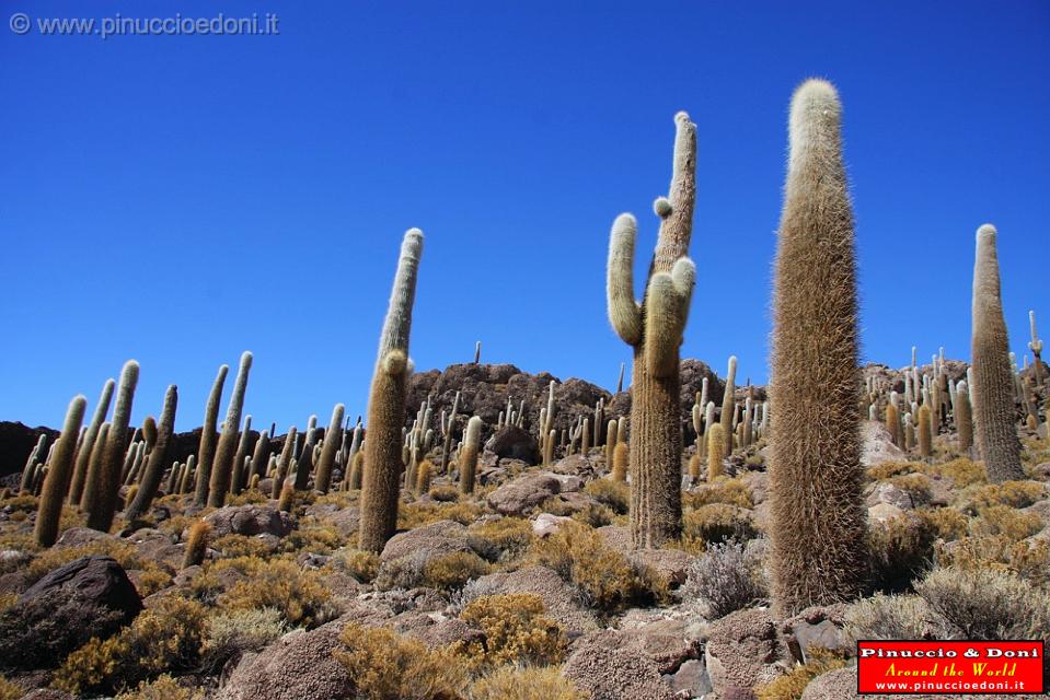 BOLIVIA 2 - Isla Incahuasi - 27.jpg